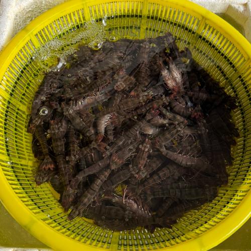 今日上海野生明虾价格多少钱一斤？-图1