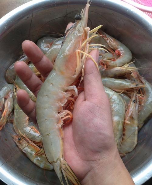 今日上海野生明虾价格多少钱一斤？-图3