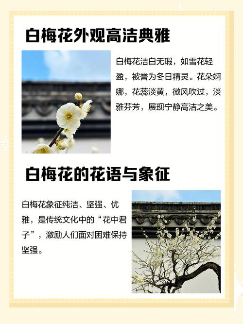 白色腊梅品种有哪些？花形花色有何差异？-图2