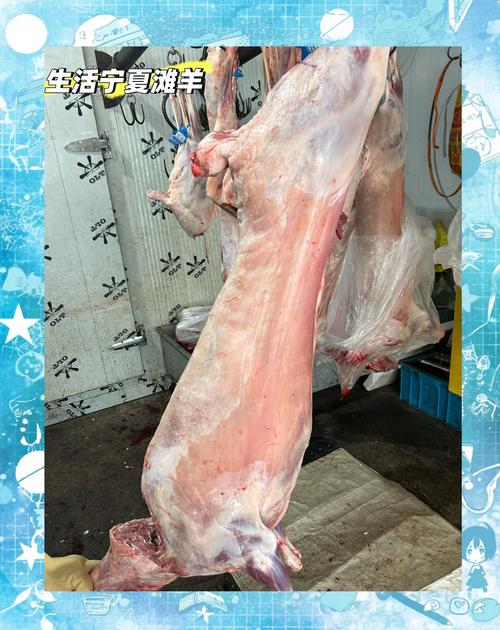 适合宁夏养殖的品种羊-图3