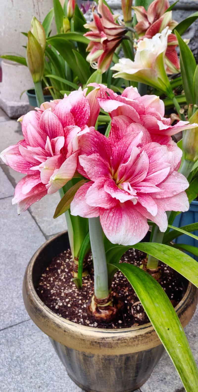 朱顶红哪个品种最好？-图2