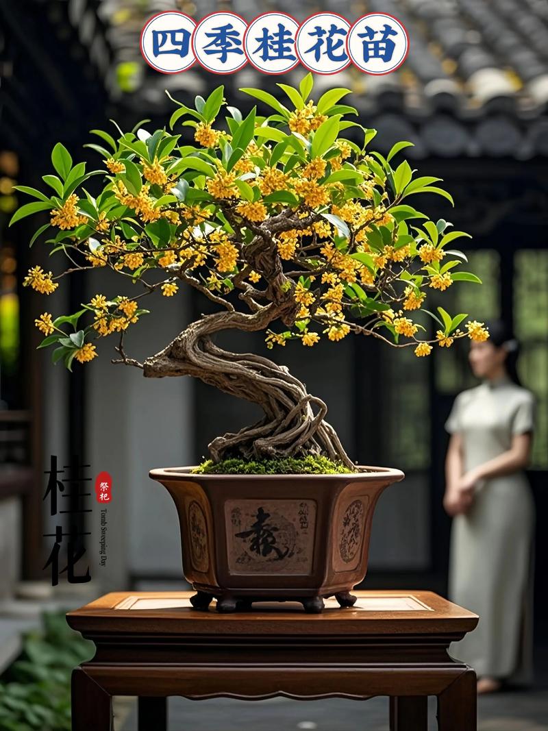 北方室外地栽桂花品种有哪些？-图1