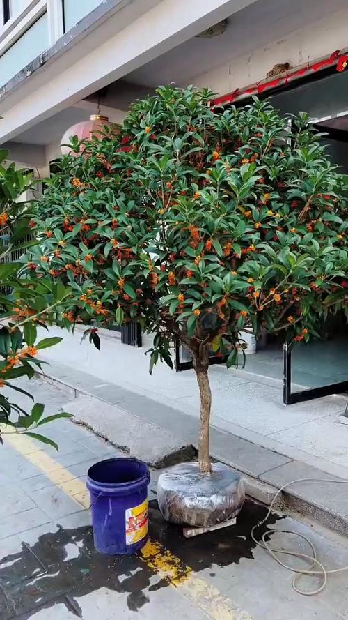 北方室外地栽桂花品种有哪些？-图2