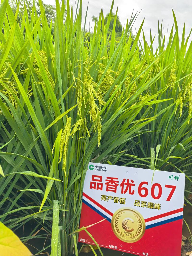 苏中把区高产水稻品种-图2 苏中把区高产水稻品种-图2