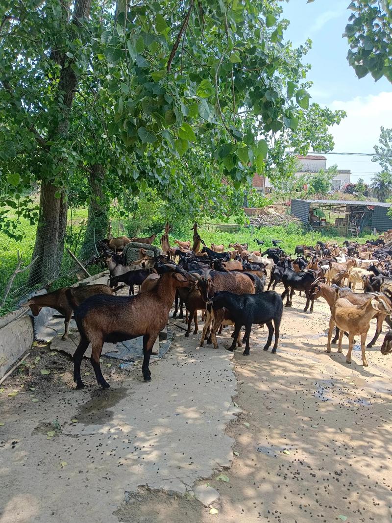 贵州山羊养殖技术视频有哪些要点？-图1