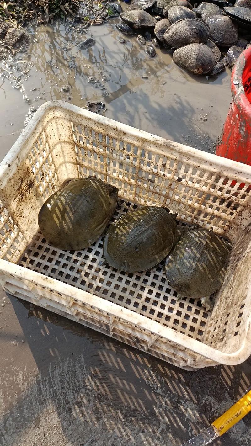 池塘甲鱼养殖技术要点有哪些？-图1