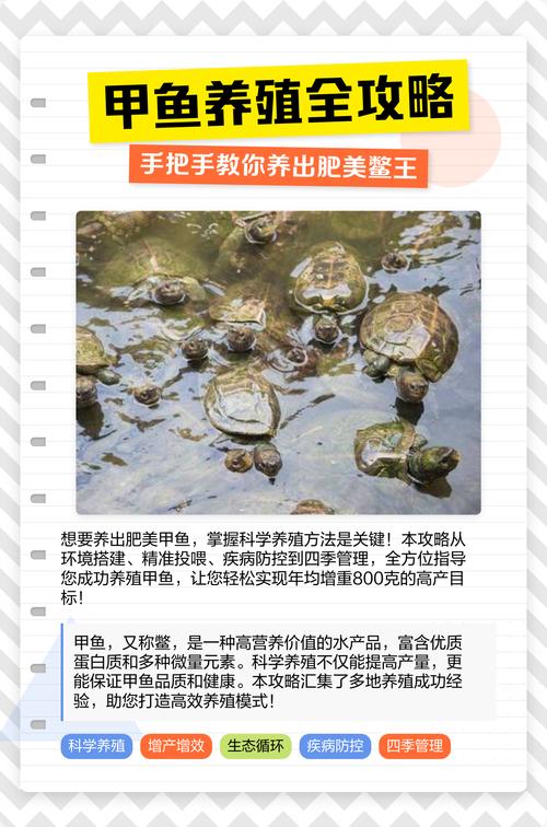 池塘甲鱼养殖技术要点有哪些？-图2