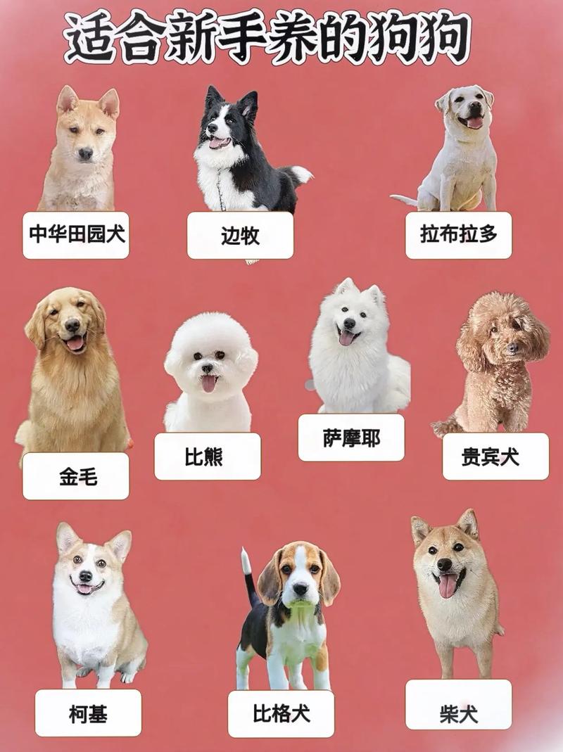 育肥狗选什么品种最合适？-图1