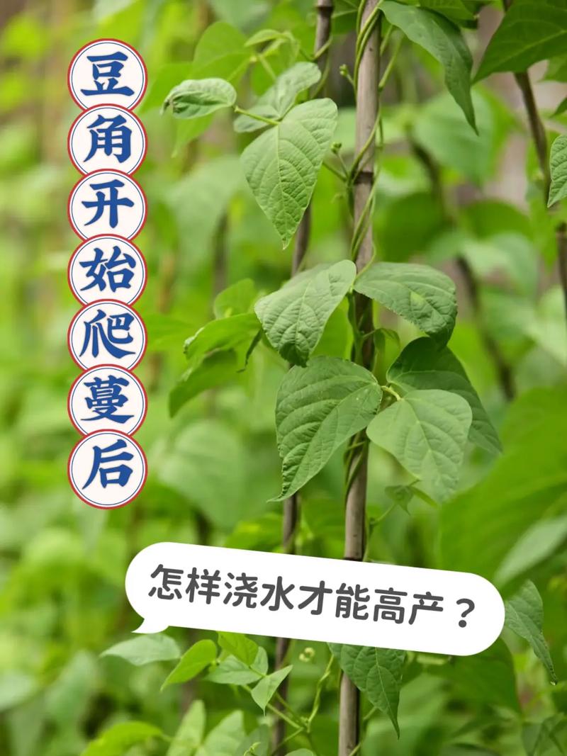 夏季豇豆露天种植咋管理？-图3