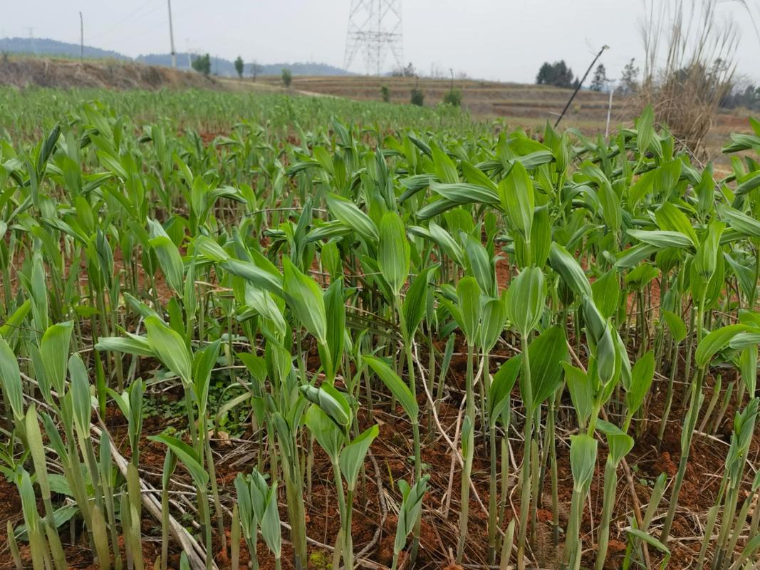 玉竹如何实现高产栽培管理？-图2