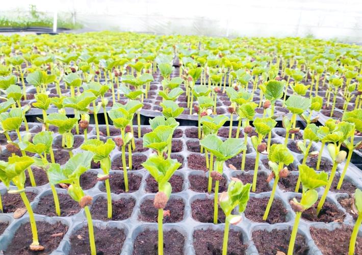 露地苦瓜育苗技术视频，育苗步骤有哪些？-图1