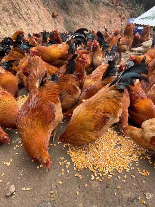 农田适合养殖什么品种最赚钱?-图1 农田适合养殖什么品种最赚钱?-图1