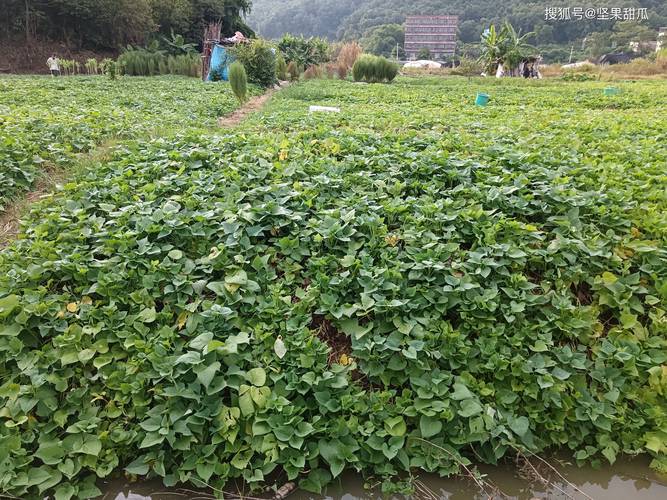 农田适合养殖什么品种最赚钱?-图3 农田适合养殖什么品种最赚钱?-图3