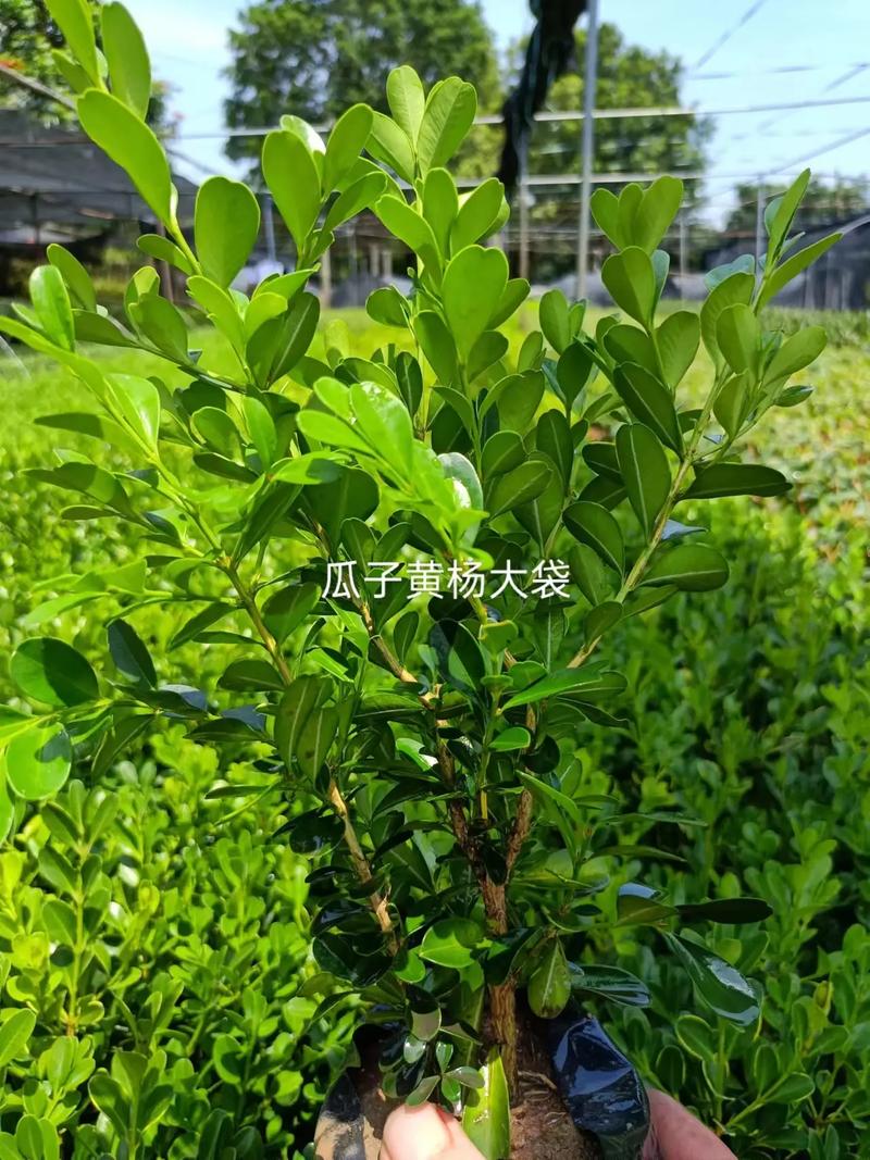 云南黄杨是哪种品种?-图1 云南黄杨是哪种品种?-图1