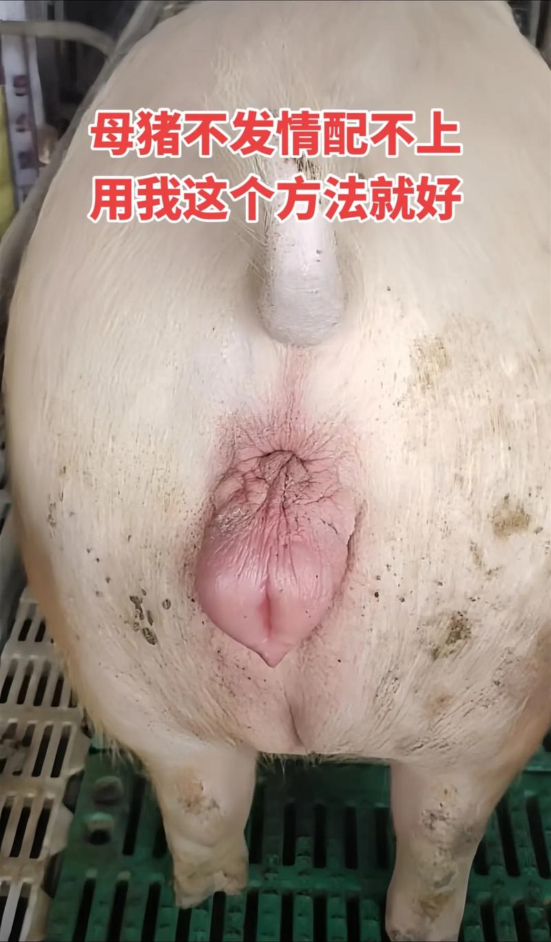 养猪技术教程大全母猪-图2