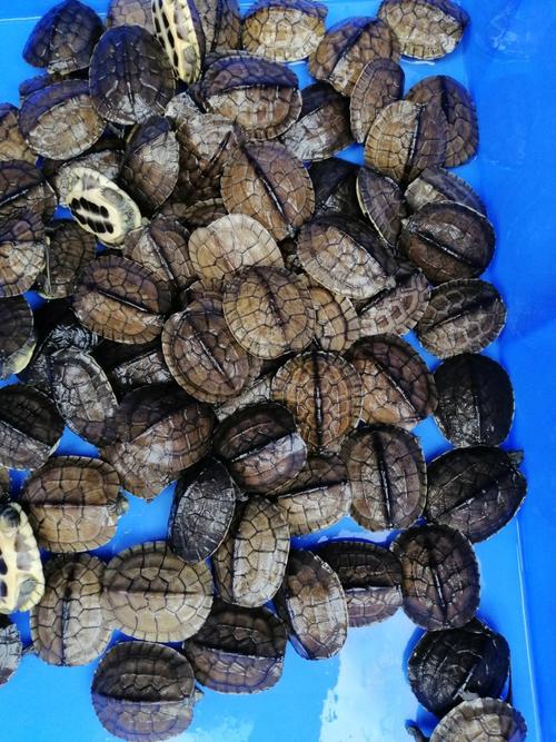 2025年石龟苗价格会涨还是跌?-图3 2025年石龟苗价格会涨还是跌?-图3