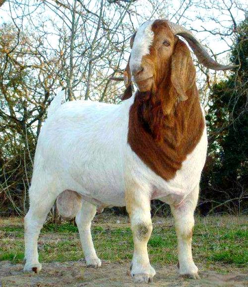 最值钱的山羊品种是哪个？-图2