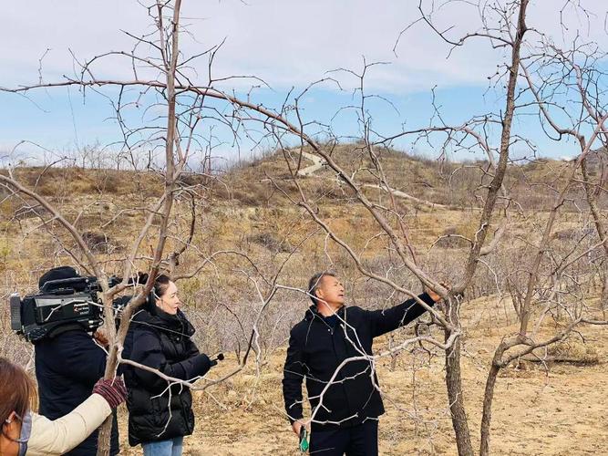 结果枣树冬季修剪技术-图1