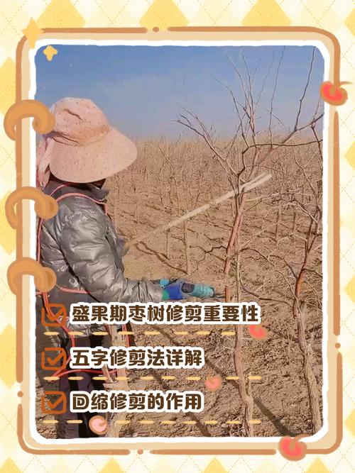 结果枣树冬季修剪技术-图3