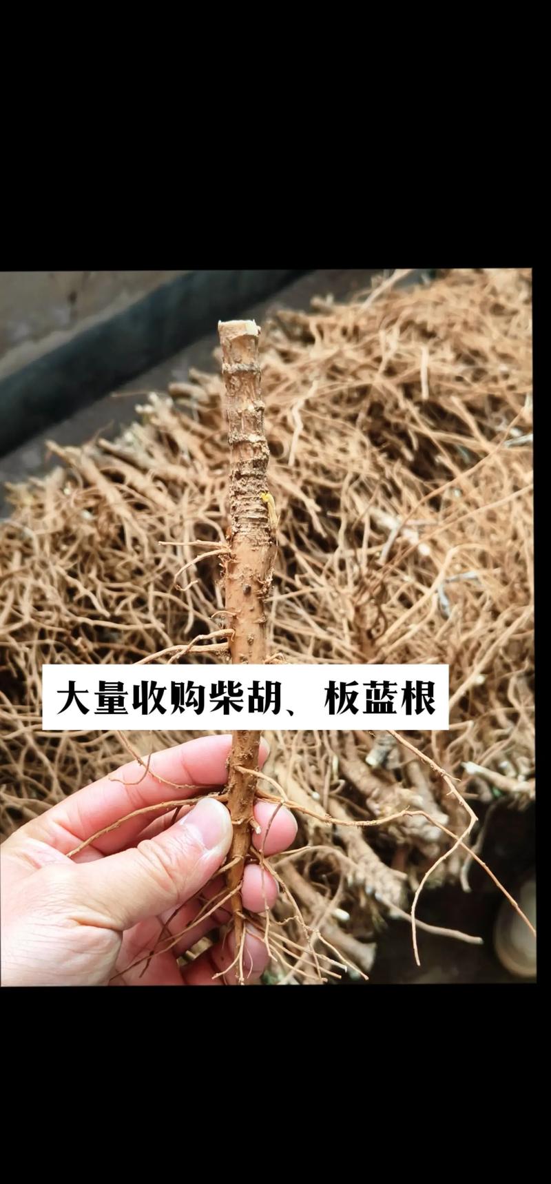 板蓝根价格未来会涨还是跌？-图2