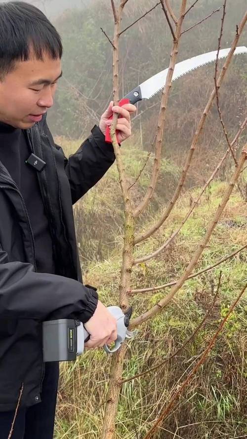 李树幼苗修剪技术视频,如何正确操作?-图2 李树幼苗修剪技术视频,如何正确操作?-图2