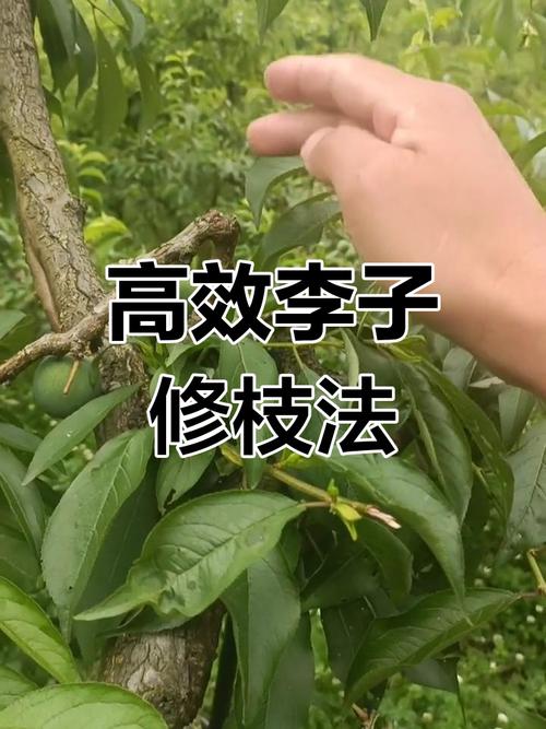 李树幼苗修剪技术视频,如何正确操作?-图1 李树幼苗修剪技术视频,如何正确操作?-图1