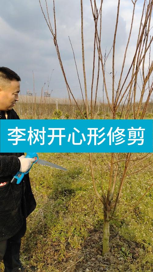 李树幼苗修剪技术视频,如何正确操作?-图3 李树幼苗修剪技术视频,如何正确操作?-图3