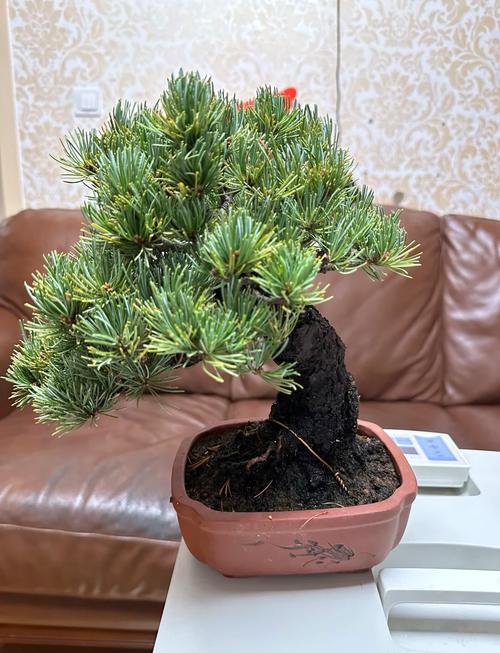 日本大阪松什么品种好-图1