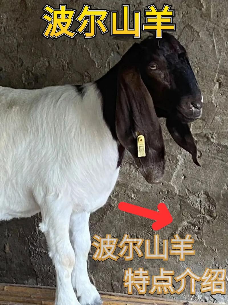 哪种山羊品种目前最受欢迎？-图1