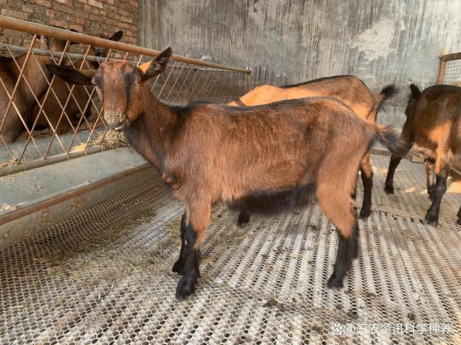 哪种山羊品种目前最受欢迎？-图3