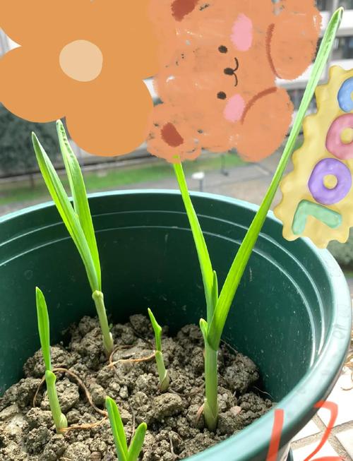 蒜苗播种视频怎么播？关键技巧有哪些？-图1