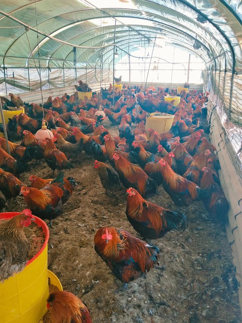 土鸡品种选哪种好？-图2