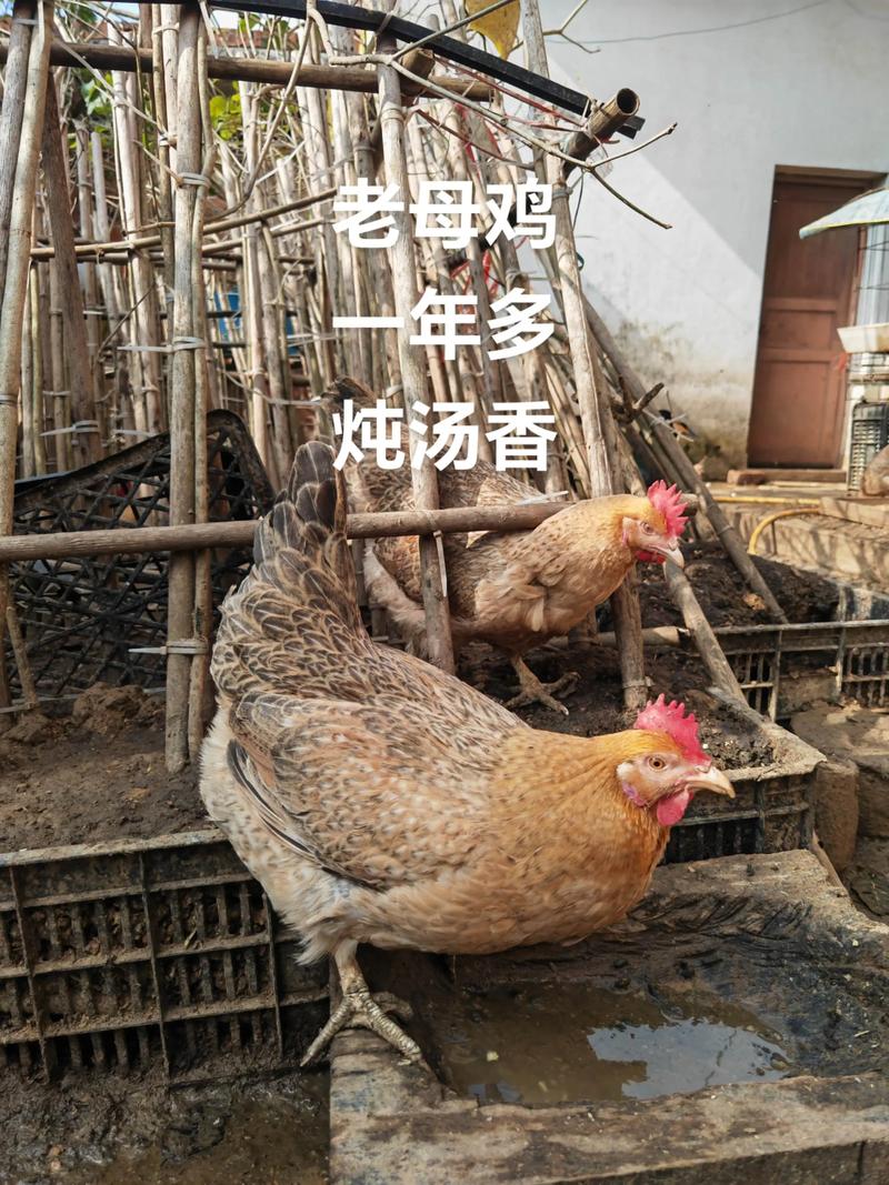 土鸡品种选哪种好？-图3