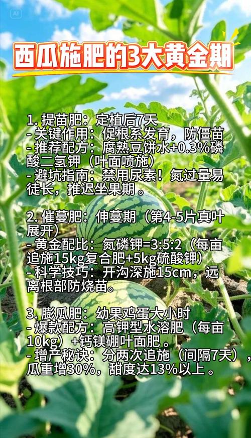 温室西瓜水肥管理技术要点有哪些？-图1