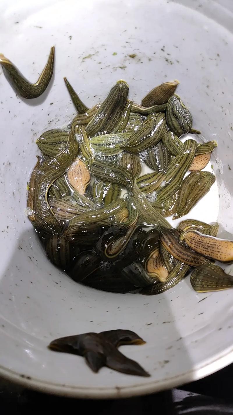 江苏水蛭鲜货最新价格-图2