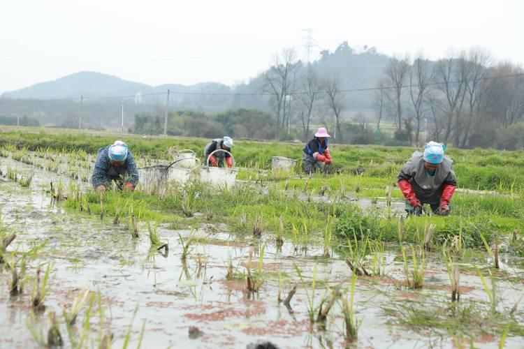 广东农村种植技术视频怎么学更实用?-图1 广东农村种植技术视频怎么学更实用?-图1