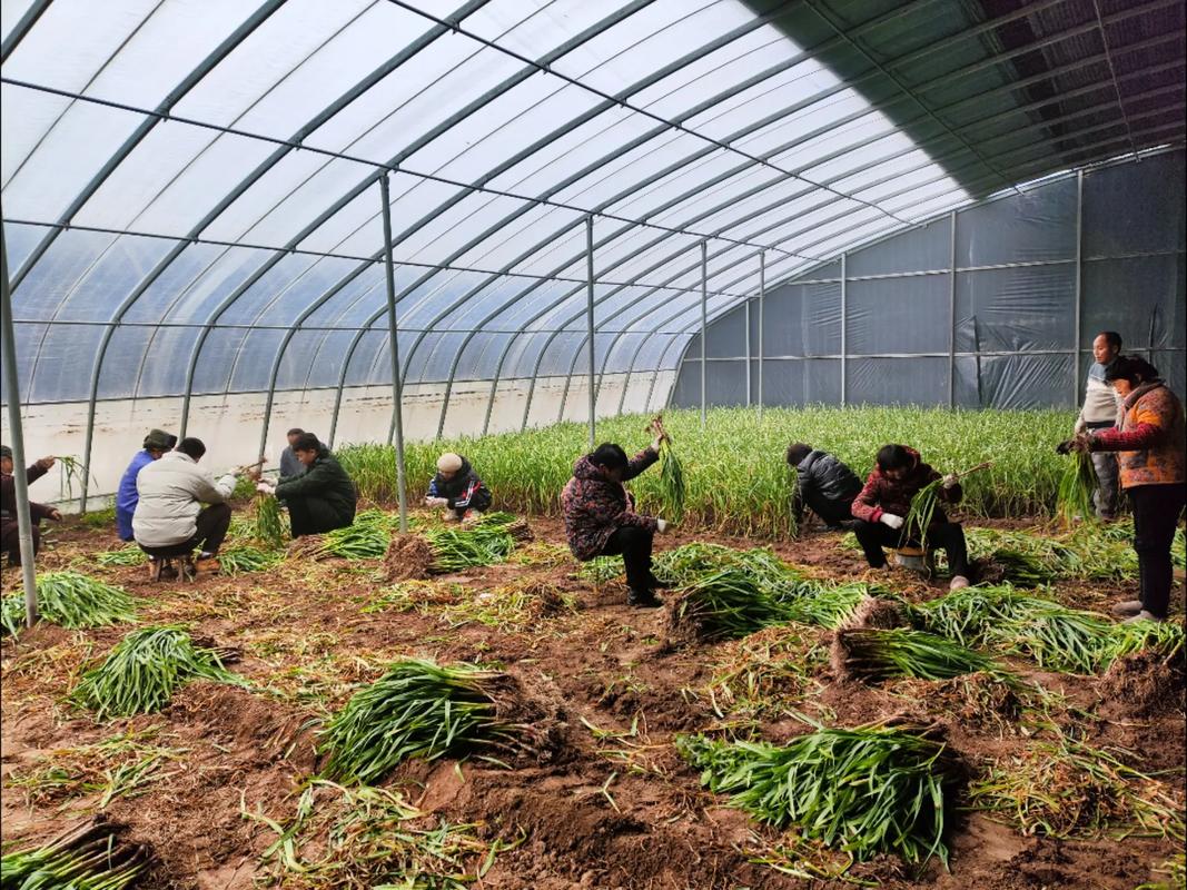 广东农村种植技术视频怎么学更实用?-图2 广东农村种植技术视频怎么学更实用?-图2