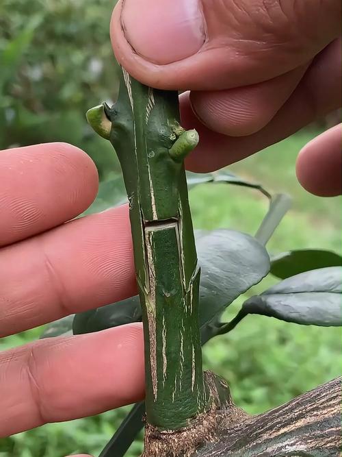 柚子嫁接技术图片大全-图2