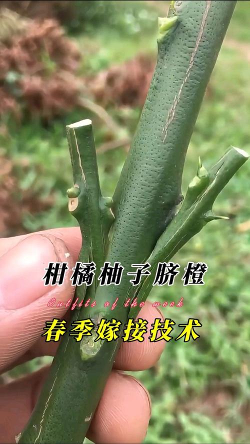 柚子嫁接技术图片大全-图1