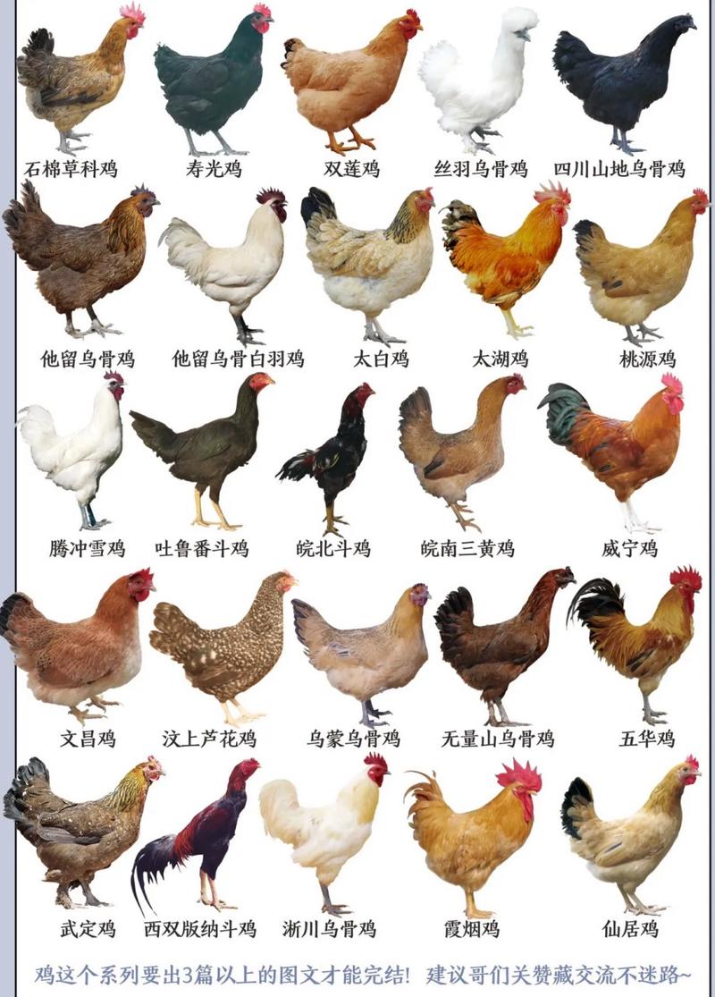 全国鸡品种有哪些？图片名称全在这？-图1