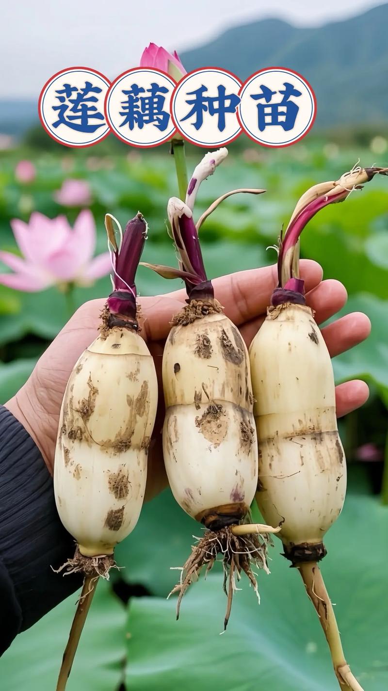 庭院甲鱼莲藕混养怎么管理？-图1