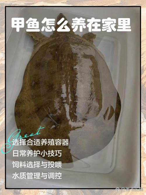 庭院甲鱼莲藕混养怎么管理？-图2