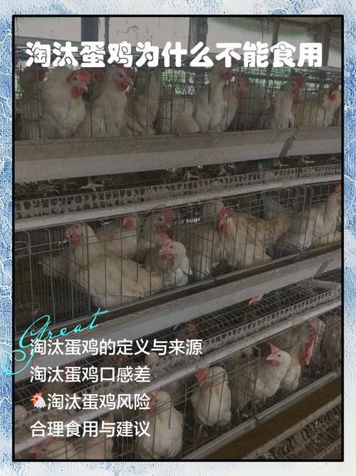 鞍山淘汰蛋鸡价格多少钱一斤？-图1