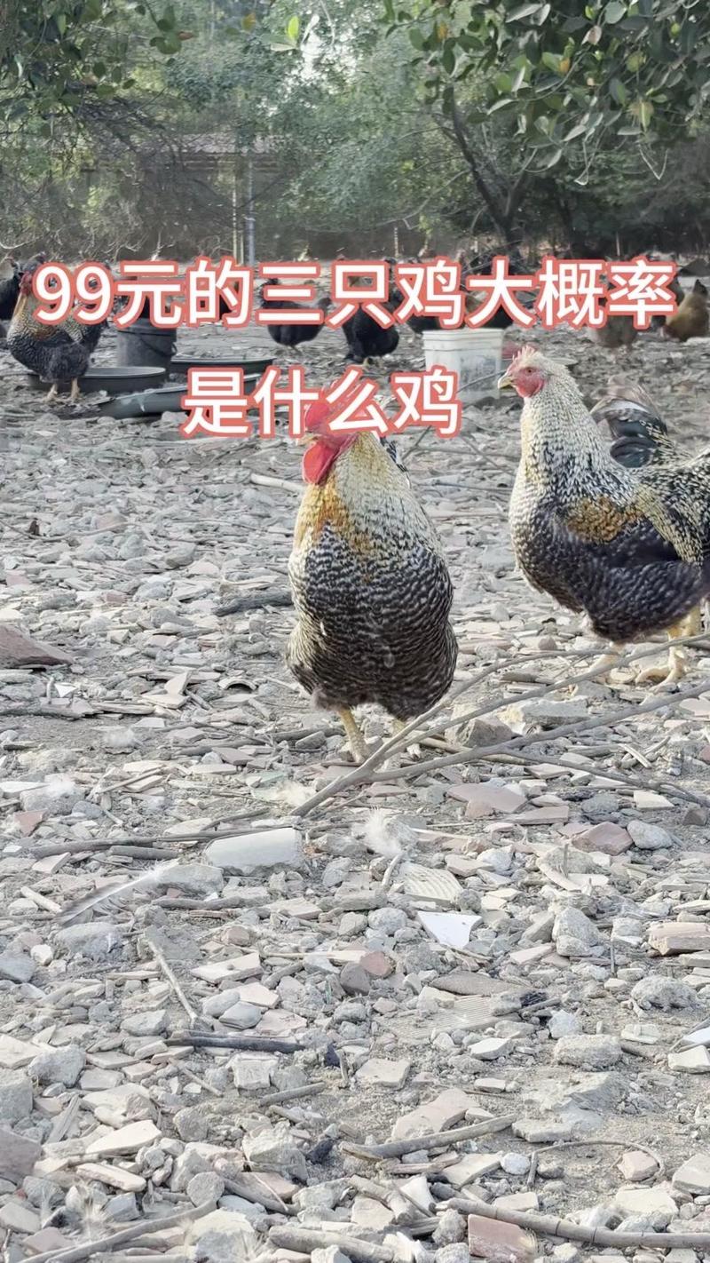 鞍山淘汰蛋鸡价格多少钱一斤？-图2