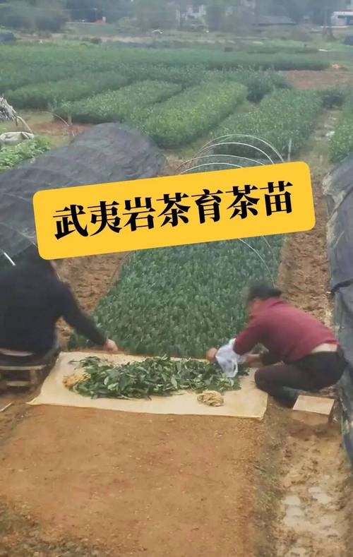 茶叶扦插育苗技术起源于何时?-图1 茶叶扦插育苗技术起源于何时?-图1