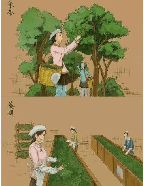 茶叶扦插育苗技术起源于何时?-图2 茶叶扦插育苗技术起源于何时?-图2