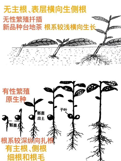 茶叶扦插育苗技术起源于何时?-图3 茶叶扦插育苗技术起源于何时?-图3