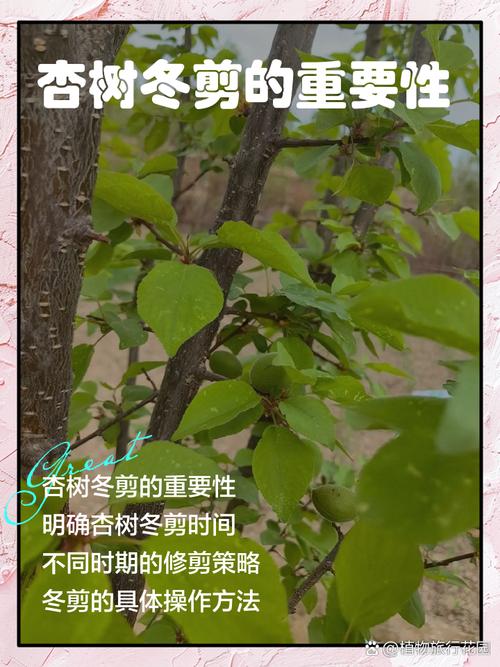 冬季杏树修剪，关键技巧有哪些？-图1