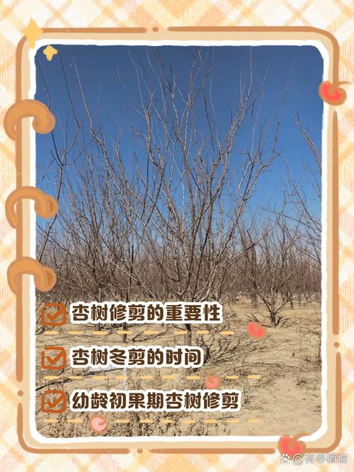 冬季杏树修剪，关键技巧有哪些？-图3