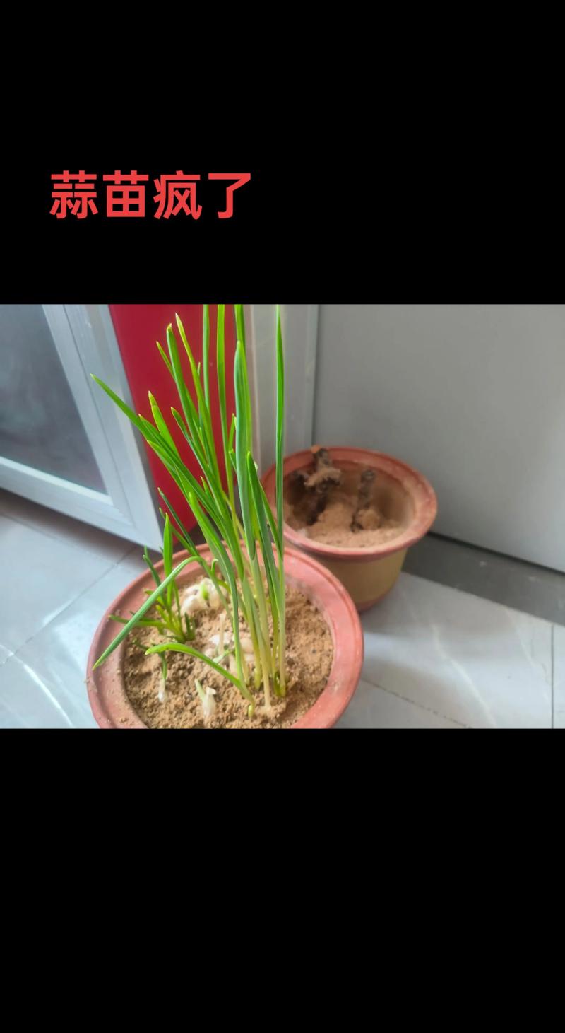 哪些蒜苗品种适合种植？-图1